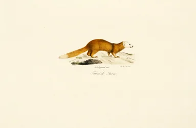 Furet Javan Blaireau