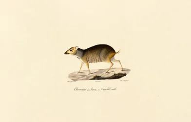 Souris de Java (mâle)