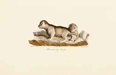 Lionceaux âgés d