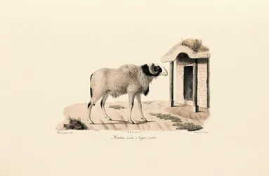 Mouton de Barbarie à longues pattes