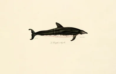 Dauphin à long bec