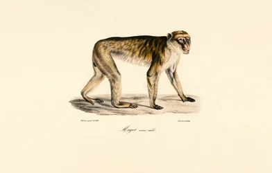 Macaque à longue queue (mâle)