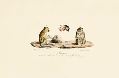 Macaques à différents stades d