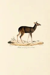 Cerf malais Biche