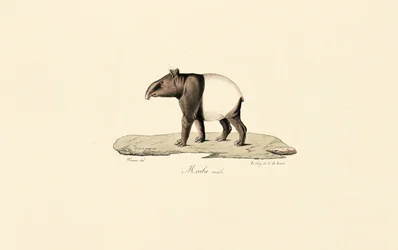 Tapir malais