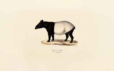 Tapir malais
