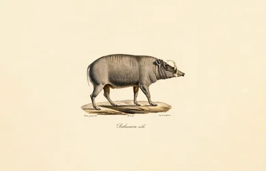 Mâle Babirusa