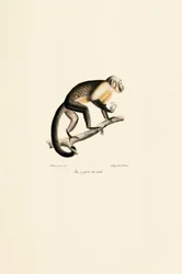 Singe écureuil commun mâle