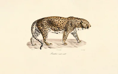 Léopard mâle