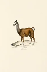 Mâle lama