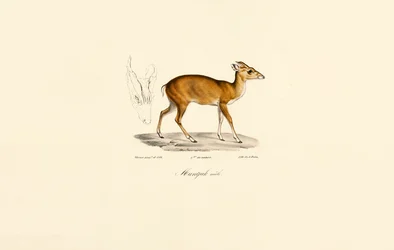 Mâle Muntjac