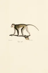 Singe écureuil mâle
