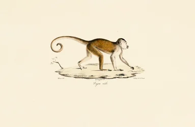 Capucin mâle