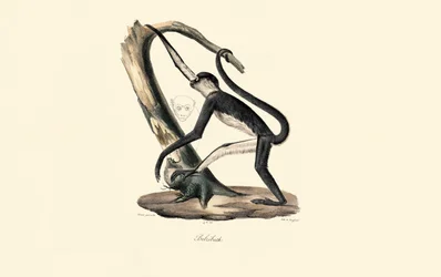 Guereza à manteau