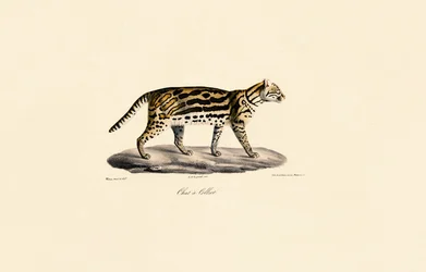 Chat Margay