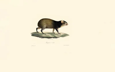 Porc-épic mexicain