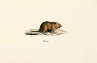 Mole Vole (Sichermous)