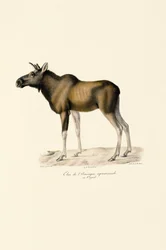 Élan (Alces alces)
