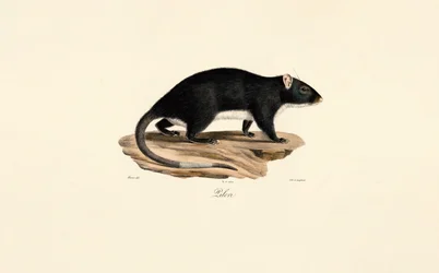 Muskrat