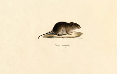Souris de roche Namaqua