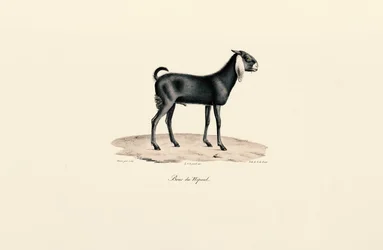 Chèvre népalaise