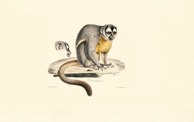 Singe de nuit