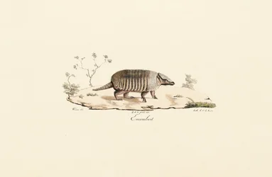 Tatou à neuf bandes