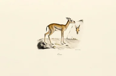 Gazelle d