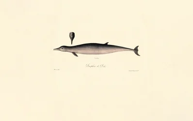 Baleine à bec commune