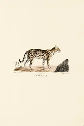 Ocelot, femelle