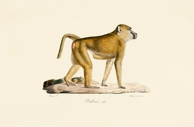 Babouin olive (mâle)