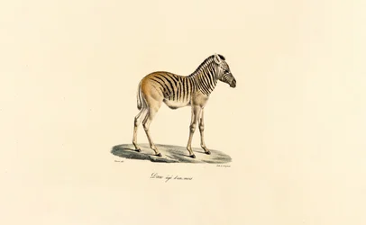 Zèbre de montagne d