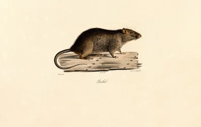 Rat du Pacifique