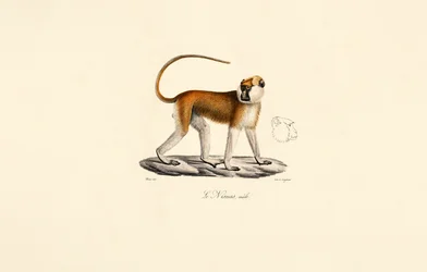 Singe Patas (mâle)