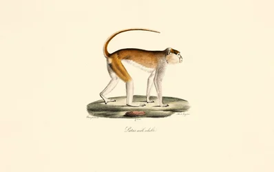 Patas Monkey (Patas mâle adulte)