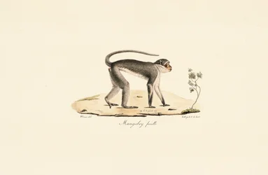 Singe Patas (femelle)