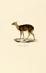 Cerf tacheté des Philippines (cerf tacheté de Visayan)