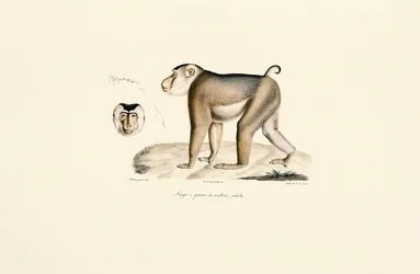 Macaque à queue de cochon (adulte)