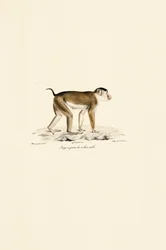 Macaque à queue de cochon (mâle)