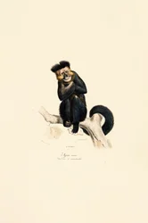 Gibbon à collier