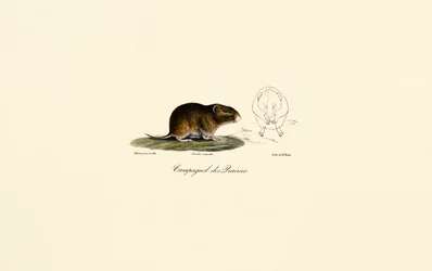 Prairie Vole (Campagnol des Prairies)