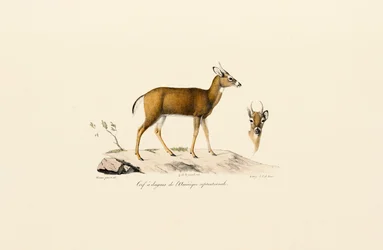Antilope Pronghorn