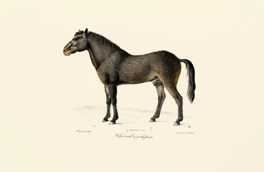 Le cheval de Przewalski
