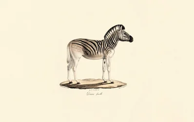 Quagga, femelle
