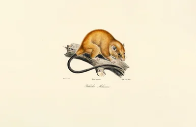 Red-bellied Squirrel (Pithécidie Mélanure)