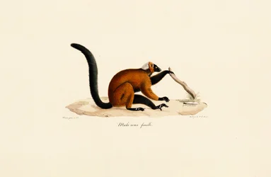 Lémurien à front roux