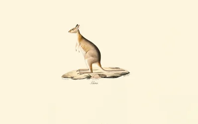 Pademelon à cou rouge