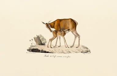Biche et veau de cerf rouge