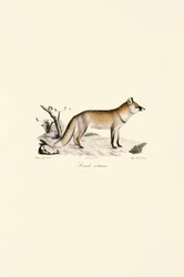 Renard roux (Vulpes vulpes)