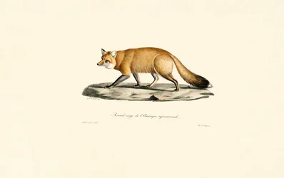 Renard roux